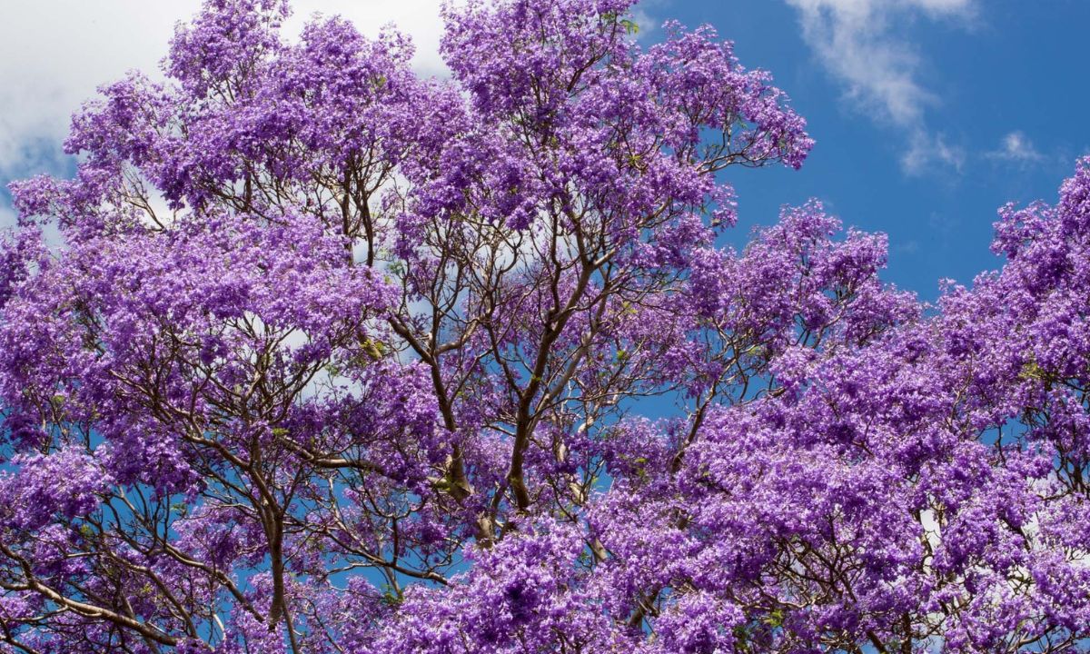 Calentamiento global detrás de la floración temprana de jacarandas