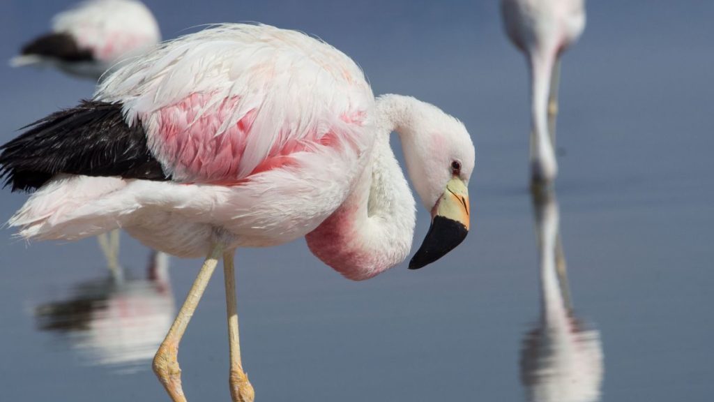 flamingo andino