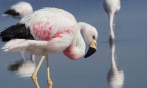 flamingo andino