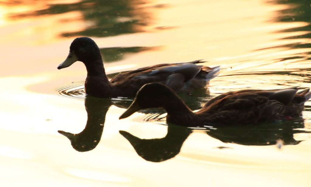 fauna migratoria