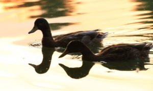 fauna migratoria