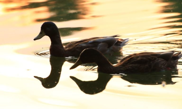 fauna migratoria
