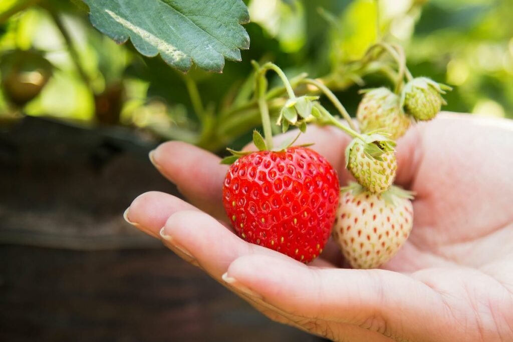 agricultura regenerativa