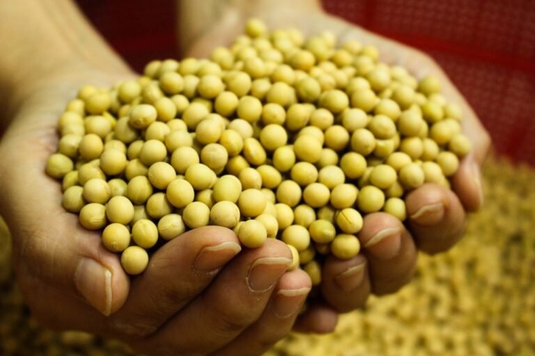 México aumentó la importación de granos