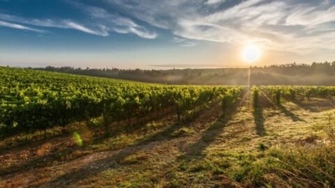 La aplicación móvil eGroundwater ayuda a la gestión del agua para la agricultura.