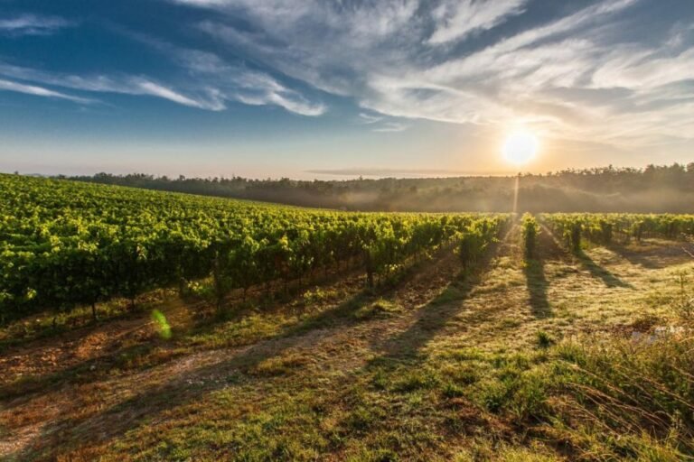 La aplicación móvil eGroundwater ayuda a la gestión del agua para la agricultura.