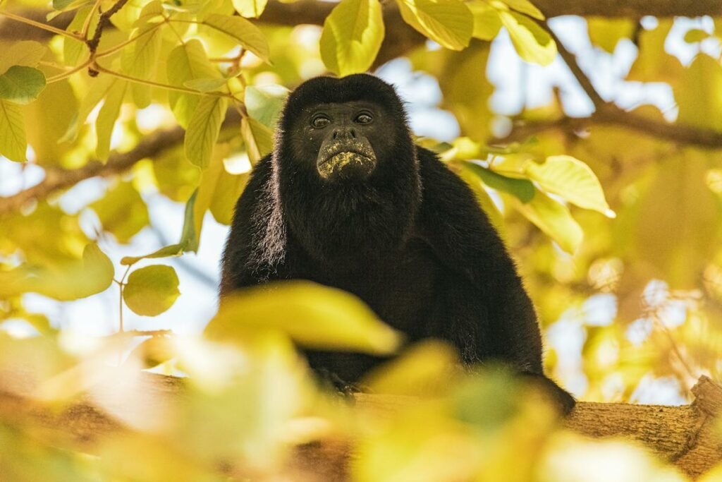 monos aulladores