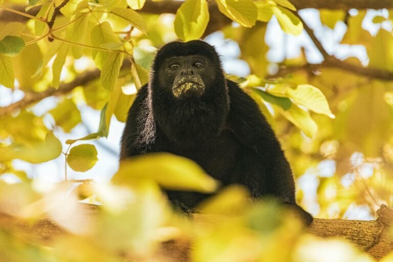 monos aulladores