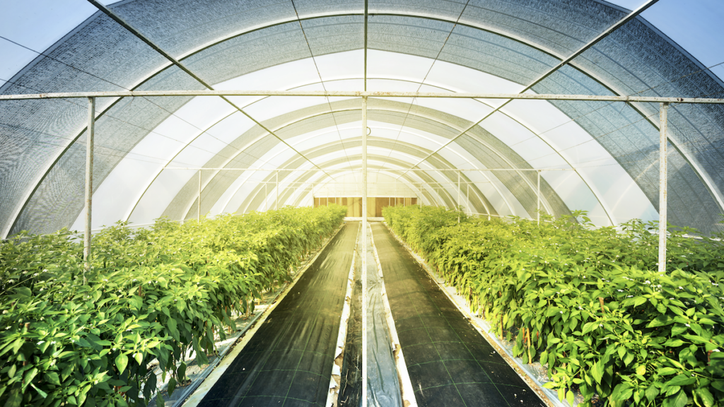 agricultura protegida