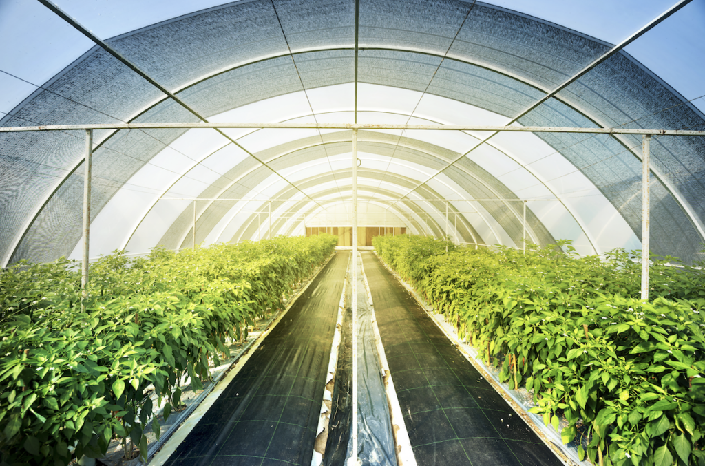 agricultura protegida