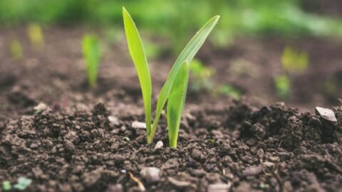 Para México el cambio climático podría implicar la reducción del rendimiento agrícola en hasta 50 por ciento en ciertos cultivos.