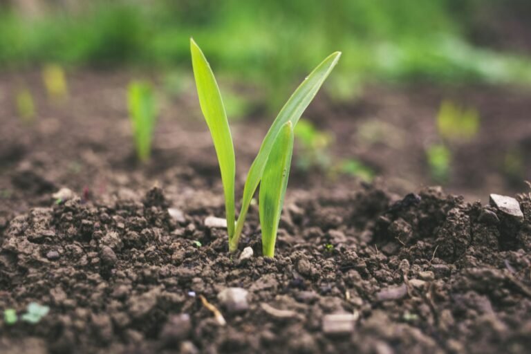 Para México el cambio climático podría implicar la reducción del rendimiento agrícola en hasta 50 por ciento en ciertos cultivos.