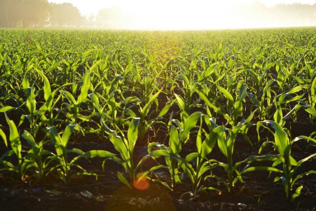 agricultura