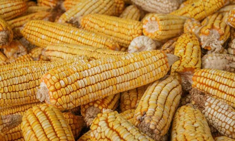 importación de granos en México