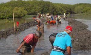 manglares en México Veracruz