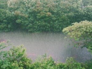 Las lluvias o precipitaciones son un elemento clave para entender el impacto del cambio climático en la biodiversidad.