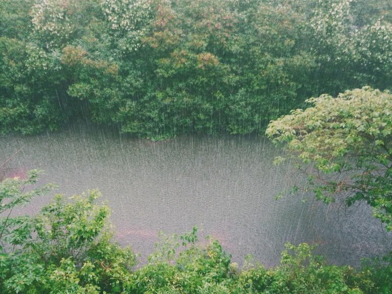 Las lluvias o precipitaciones son un elemento clave para entender el impacto del cambio climático en la biodiversidad.