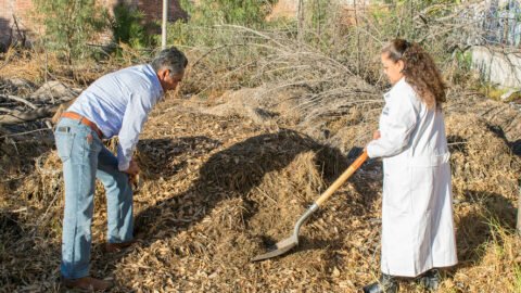 Investigadores de la UNAM aprovechan residuos orgánicos de tres campus para producir un fertilizante orgánico agrícola
