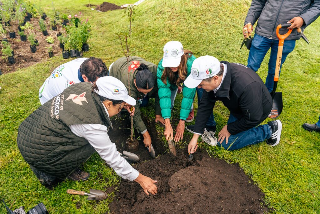 reforestación