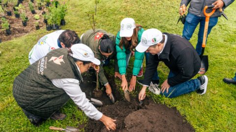 reforestación