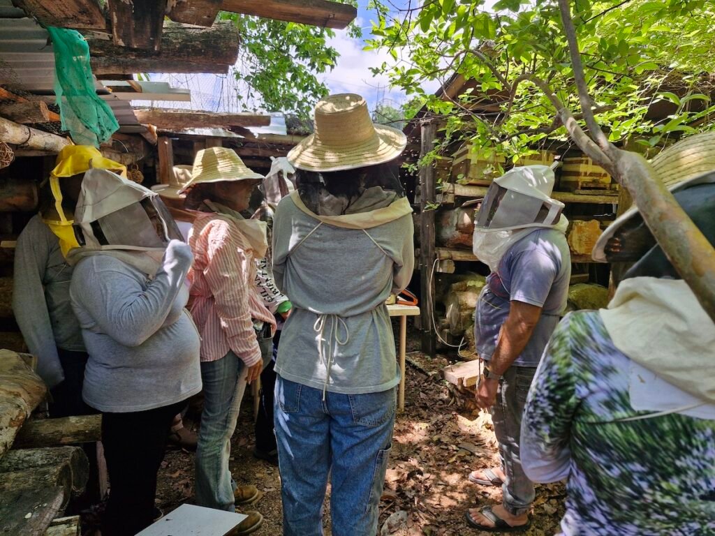 abejas meliponas