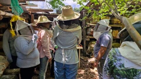abejas meliponas