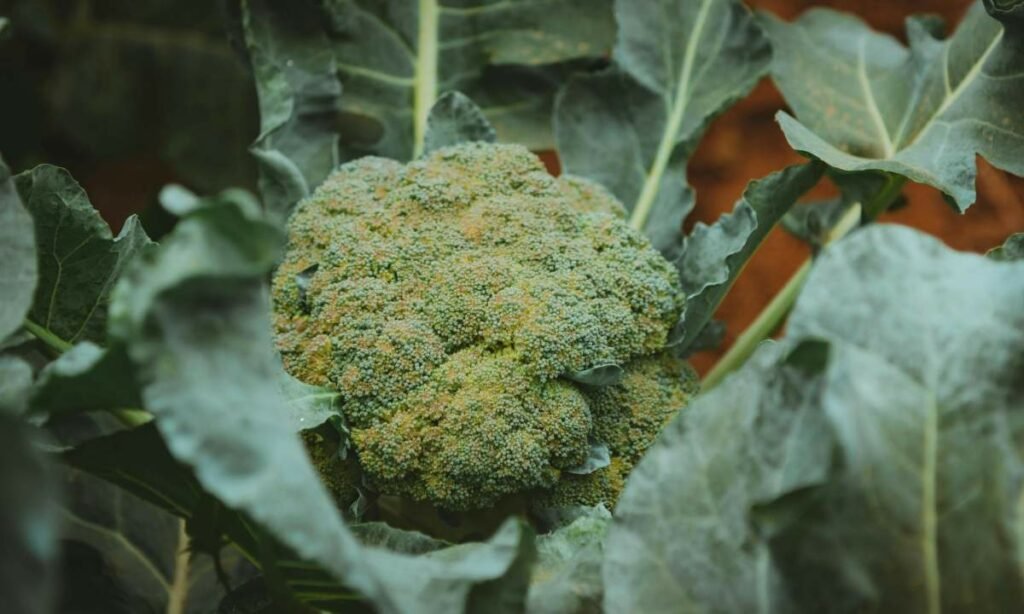 pesticida brócoli