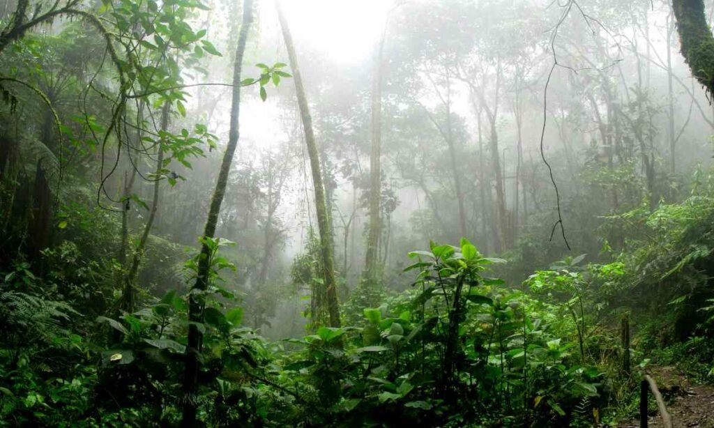 reforestación de la amazonia