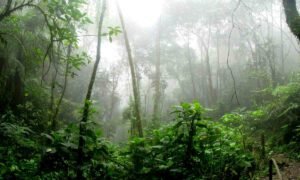 reforestación de la amazonia