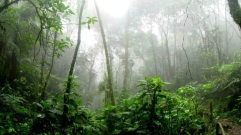 reforestación de la amazonia