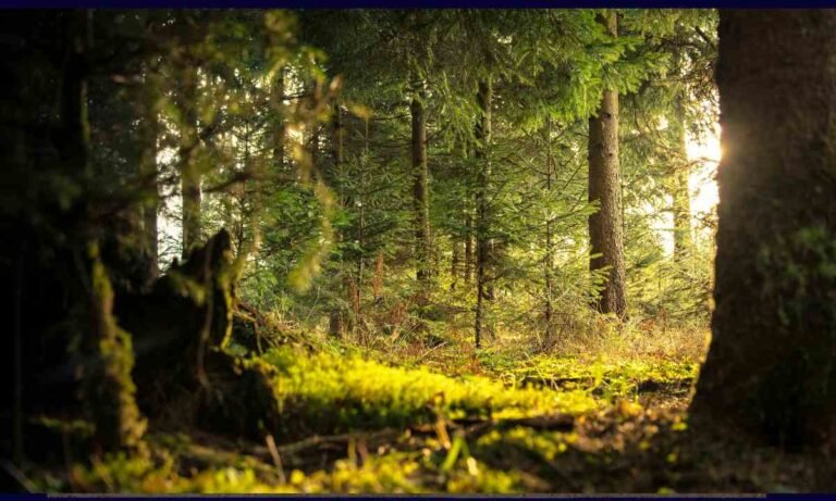 amenazas de la biodiversidad Foto de Nejc Košir en Pexels