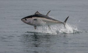 atún de ecuador Foto de Ray Harrington en Unsplash