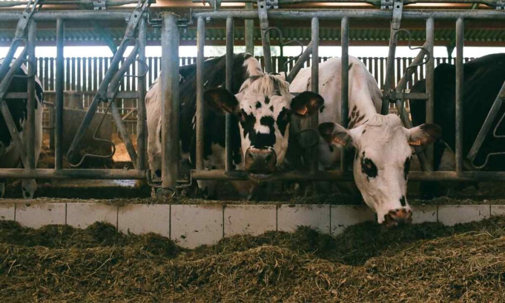 emisiones de metano vacas