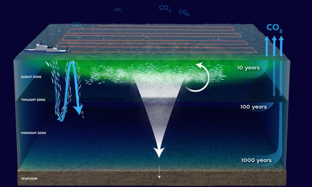 fertilización con hierro oceánico Graphic by Natalie Renier, ©Woods Hole Oceanographic Institution