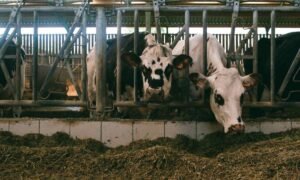 ganadería ilegal Foto de Jahoo Clouseau en Pexels