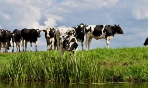 producción de proteína animal