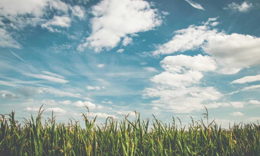 02. Sistema alimentario FAO Foto de Pixabay en Pexels