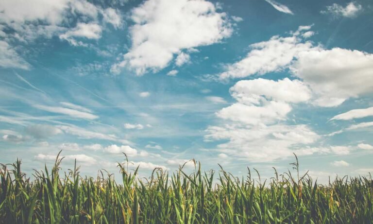 02. Sistema alimentario FAO Foto de Pixabay en Pexels