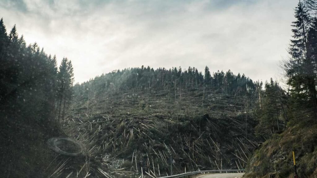 deforestación