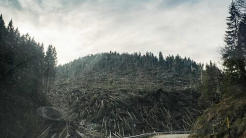 deforestación