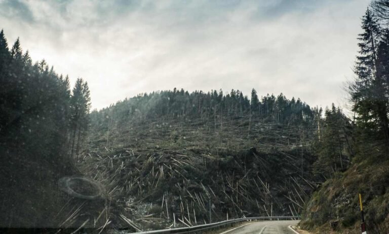 deforestación