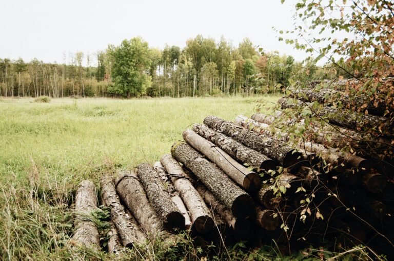 Deforestación