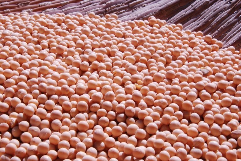 Soya
