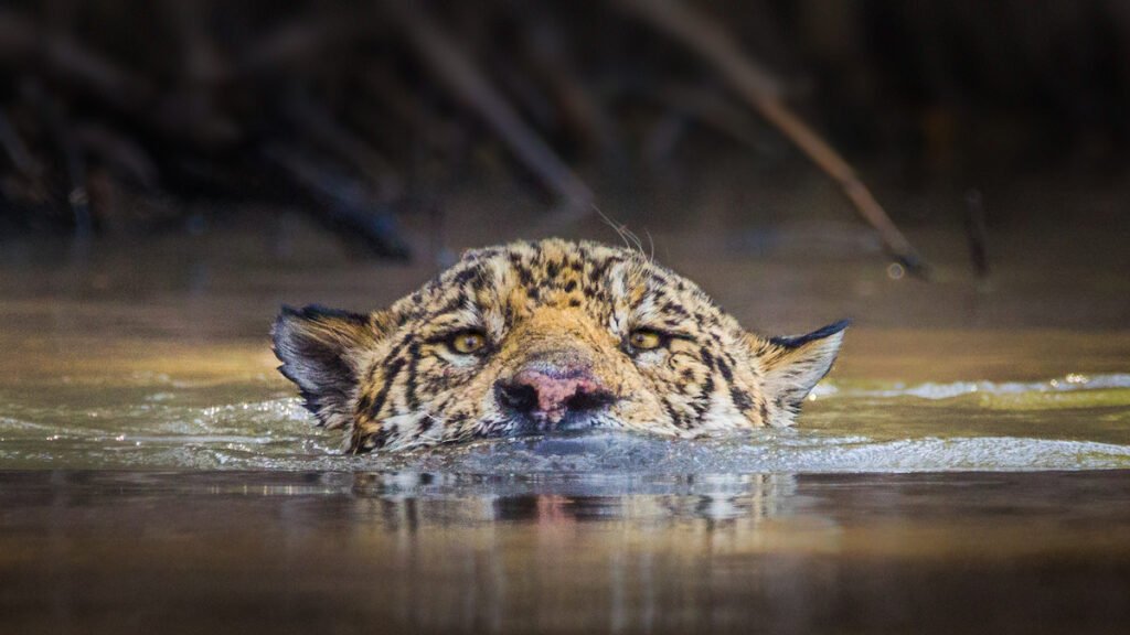 jaguar