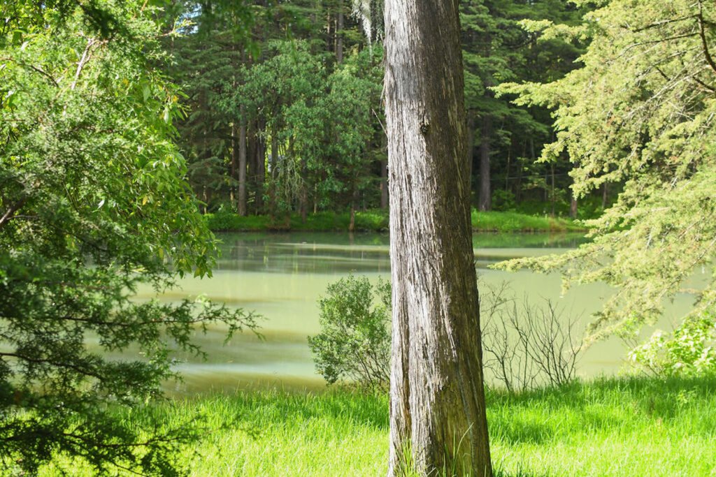Bosques