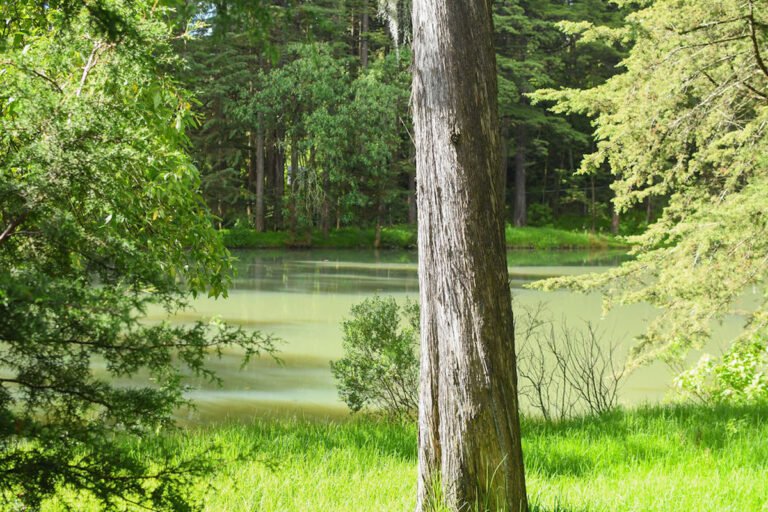 Bosques