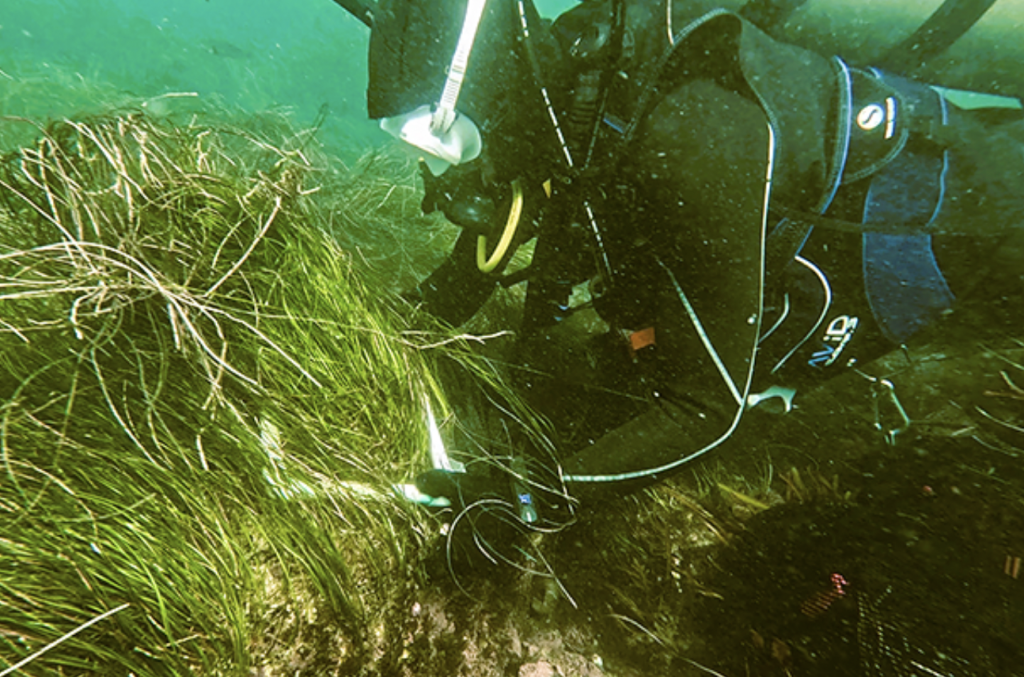 pasto marino