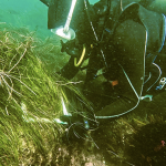 pasto marino