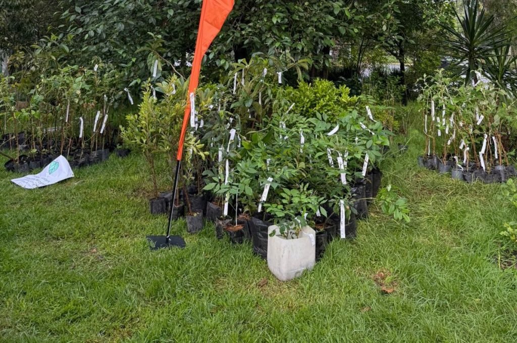 reforesta