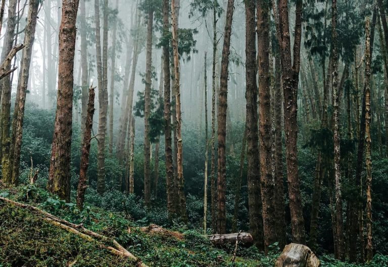 pexels-supratik-sahis-269808633-34936768